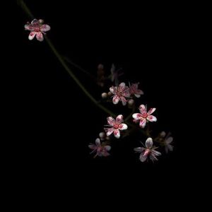 麻豆免费网站在线观看。
